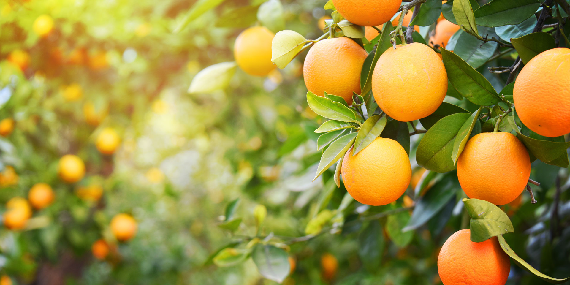Todaysfruitjuice Homebanner