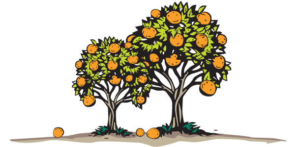Todaysfruitjuice Orangetree