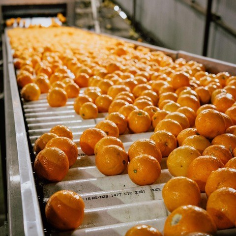 Tfj Oranges Processing